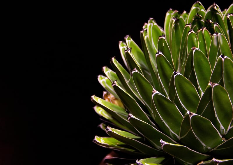 Succulent Walls