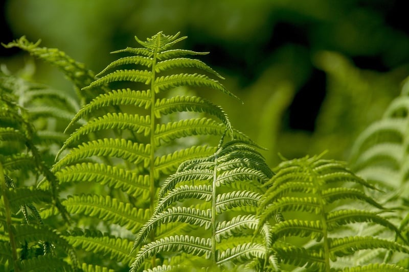 Green Garden