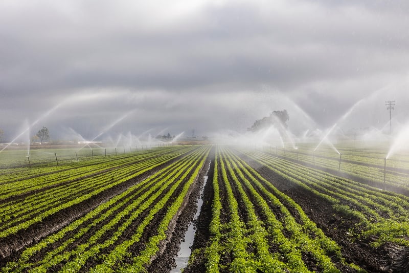 Watering Techniques