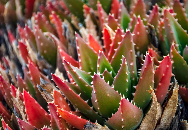 Succulent Frame